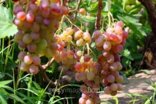 ripe grape 이미지 (180444372) - 게티이미지뱅크 ripe grape