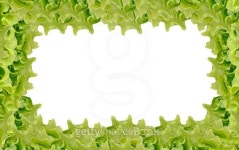 Fresh Green Salad frame 이미지 (161764544) - 게티이미지뱅크 Fresh Green Salad frame