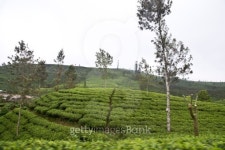 Tea Gardens of Sri Lanka 이미지 (179185436) - 게티이미지뱅크 Tea Gardens of Sri Lanka
