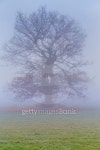 cold misty morning with tree 이미지 (453697571) - 게티이미지뱅크 cold misty morning with tree