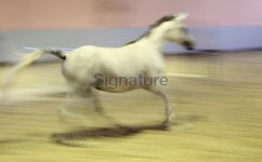 Panning and blurred motion - Horses in speed 이미지 (451784595) - 게티이미지뱅크 Panning and blurred motion - Horses in speed