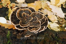 trametes versicolor mushroom 이미지 (187350781) - 게티이미지뱅크 trametes versicolor mushroom