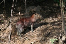 Capybara 이미지 (451855437) - 게티이미지뱅크 Capybara