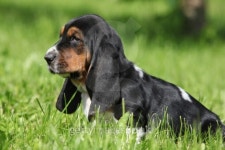 Puppy of basset hound sitting 이미지 (178561349) - 게티이미지뱅크 Puppy of basset hound sitting