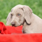 Weimaraner Vorsterhund puppy in red box 이미지 (178439865) - 게티이미지뱅크 Weimaraner Vorsterhund puppy in red box
