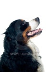 Bernese mountain dog 이미지 (167220559) - 게티이미지뱅크 Bernese mountain dog