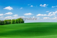 Spring landscape - meadow, blue sky 이미지 (465600335) - 게티이미지뱅크 Spring landscape - meadow, blue sky