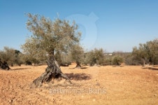 Olive grove 이미지 (178506999) - 게티이미지뱅크 Olive grove