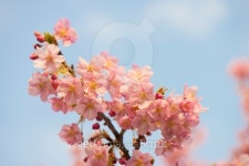 Cherry blosom tree 이미지 (164326659) - 게티이미지뱅크 Cherry blosom tree