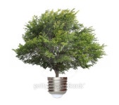 tree growing from base of light bulb 이미지 (161718612) - 게티이미지뱅크 tree growing from base of light bulb