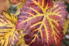 grape  leaves 이미지 (451228847) - 게티이미지뱅크 grape  leaves