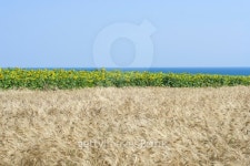 campo di grano e girasoli 이미지 (180910638) - 게티이미지뱅크 campo di grano e girasoli