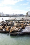 San Francisco, Pier 39 이미지 (176437567) - 게티이미지뱅크 San Francisco, Pier 39