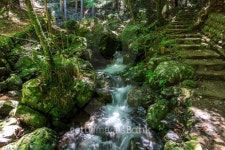 Stream surrounded with lush green vegetation 이미지 (455684609) - 게티이미지뱅크 Stream surrounded with lush green vegetation