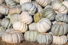 White Pumpkins in a Pile 이미지 (453170531) - 게티이미지뱅크 White Pumpkins in a Pile
