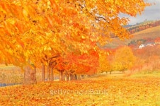 Autumn in the Black Forest 이미지 (187395300) - 게티이미지뱅크 Autumn in the Black Forest