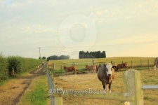 shropshire farm 이미지 (176415242) - 게티이미지뱅크 shropshire farm