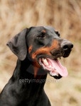Doberman dog portrait pincher  kennel 이미지 (461264255) - 게티이미지뱅크 Doberman dog portrait pincher  kennel