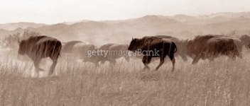 Buffalo on the run 이미지 (477772077) - 게티이미지뱅크 Buffalo on the run