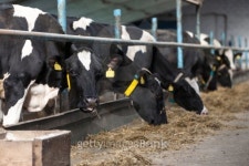 cows feeding in large cowshed 이미지 (162404054) - 게티이미지뱅크 cows feeding in large cowshed