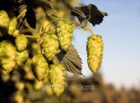 Hops Plants Buds Growing in Farmers Field Oregon Agriculture 이미지 (186785430) - 게티이미지뱅크 Hops Plants Buds Growing... 