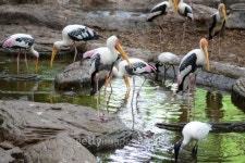 The Painted Stork 이미지 (185544885) - 게티이미지뱅크 The Painted Stork