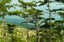 Black pine (Pinus nigra) 이미지 (178770043) - 게티이미지뱅크 Black pine (Pinus nigra)