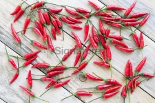 red birds eye hot chili peppers 이미지 (181051014) - 게티이미지뱅크 red birds eye hot chili peppers