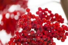 Mountain ash berries 이미지 (456066145) - 게티이미지뱅크 Mountain ash berries