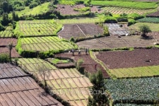 peasants in vegetable gardens - India 이미지 (160547097) - 게티이미지뱅크 peasants in vegetable gardens - India