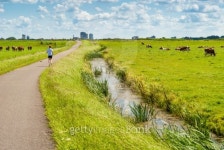 Jogger in a cow field 이미지 (178988332) - 게티이미지뱅크 Jogger in a cow field