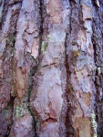 Bark of a Pine Tree 이미지 (180512843) - 게티이미지뱅크 Bark of a Pine Tree