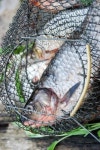 fishing for bream and crucian carp 이미지 (175289822) - 게티이미지뱅크 fishing for bream and crucian carp