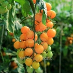 Close up of fresh orange tomatoes still on the plant 이미지 (175904869) - 게티이미지뱅크 Close up of fresh orange tomatoes... 