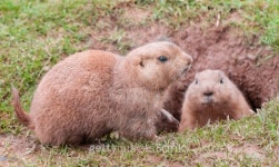 Prairie Dogs 이미지 (168821410) - 게티이미지뱅크 Prairie Dogs