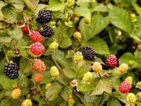 Ripe blackberries (Rubus). Flora in Paraguay, South America 이미지 (186694621) - 게티이미지뱅크 Ripe blackberries (Rubus)... 