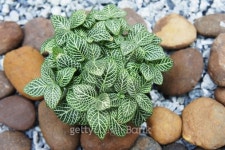 Nerve Plant 이미지 (178584519) - 게티이미지뱅크 Nerve Plant