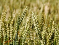 Cultivated land. 이미지 (184261996) - 게티이미지뱅크 Cultivated land.