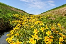 Agricultural canal. 이미지 (181226621) - 게티이미지뱅크 Agricultural canal.