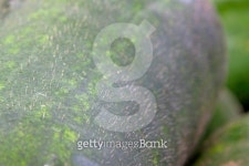 스킨프로 왁스앤뷰티(SKINPRO Wax&Beauty) | wax gourd skin 이미지 (450643219) - 게티이미지뱅크 wax gourd skin