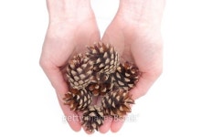 Hands with pine cone on white background 이미지 (179022953) - 게티이미지뱅크 Hands with pine cone on white background