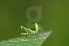 mantis 이미지 (465643591) - 게티이미지뱅크 mantis