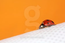 seven star lady beetles in a color background 이미지 (454283641) - 게티이미지뱅크 seven star lady beetles in a color background