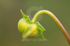 dahlia bud 이미지 (177971282) - 게티이미지뱅크 dahlia bud