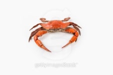Steamed Blue Crab on white background 이미지 (462580447) - 게티이미지뱅크 Steamed Blue Crab on white background