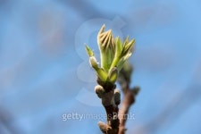 너티버드(Nutty bud) | Nuts Bud 이미지 (178575249) - 게티이미지뱅크 Nuts Bud