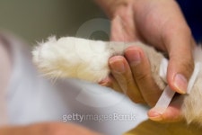 Veterinarian Bandaging Catâ€™s Leg 이미지 (453954025) - 게티이미지뱅크 Veterinarian Bandaging Catâ€™s Leg