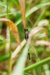 Green dragonfly on plant. 이미지 (452550707) - 게티이미지뱅크 Green dragonfly on plant.
