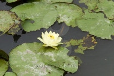 Yellow lotus 이미지 (461260441) - 게티이미지뱅크 Yellow lotus