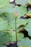 lotus for worship in the pond 이미지 (462461933) - 게티이미지뱅크 lotus for worship in the pond
